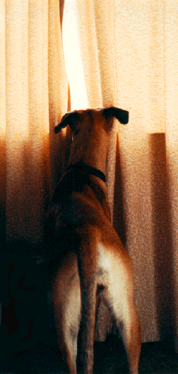 kinback.jpg copyright TeraGram 73143.550@compuserve.com  All Rights Reserved.